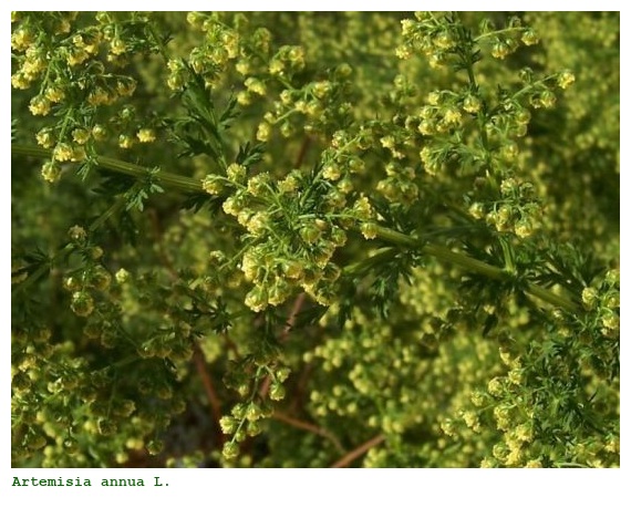 Artemisia annua L.
